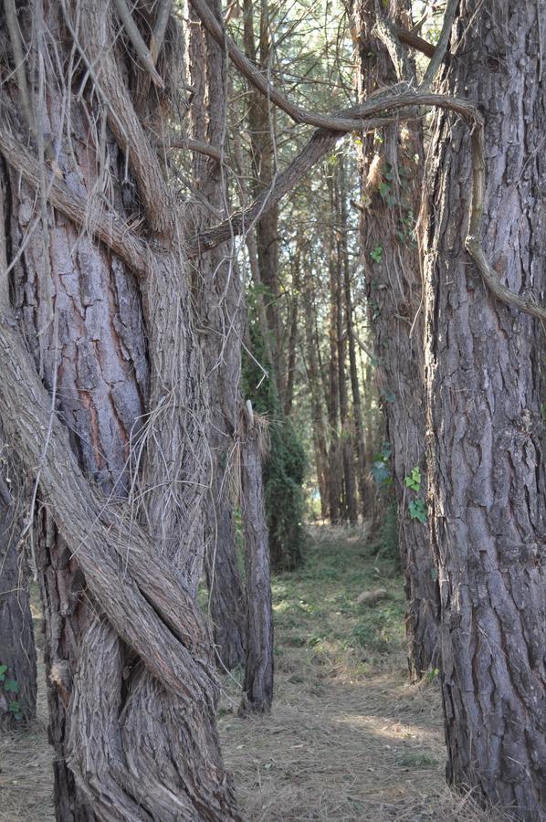 Rain Forest Boutique Camp Krugersdorp Exterior foto